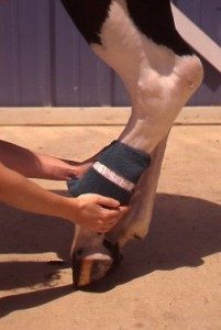 DMSO for horses