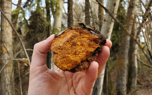 Chaga mushrooms