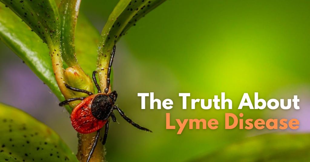 Laube Holistic|The Truth About Lyme Disease