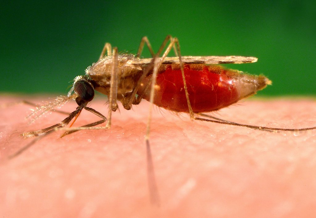 Laube Holistic | Malaria Finally Defeated